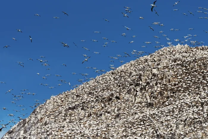 Framed Print : Northern gannets (Morus bassanus) nesting colony at Bass Rock, Lothian, Scotland, UK. May Framed Print : Northern gannets (Morus bassanus) nesting colony at Bass Rock, Lothian, Scotland, UK. May