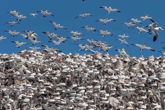Framed Print : Northern gannets (Morus bassanus) nesting colony in flight, Bass Rock, Lothian, Scotland, UK. May Framed Print : Northern gannets (Morus bassanus) nesting colony in flight, Bass Rock, Lothian, Scotland, UK. May