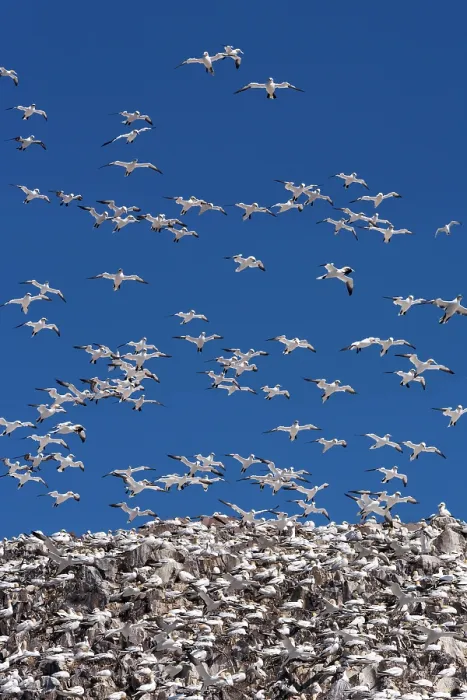 Framed Print : Northern gannets (Morus bassanus) nesting colony in flight, Bass Rock, Lothian, Scotland, UK. May Framed Print : Northern gannets (Morus bassanus) nesting colony in flight, Bass Rock, Lothian, Scotland, UK. May