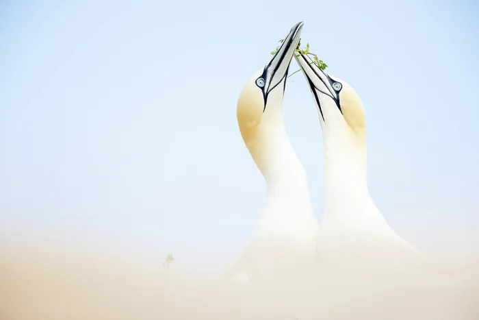 Framed Print : Northern gannets (Morus bassanus) pair, with nesting material in beak, head portrait, Great Saltee Island, Republic of Ireland. May Framed Print : Northern gannets (Morus bassanus) pair, with nesting material in beak, head portrait, Great Saltee Island, Republic of Ireland. May