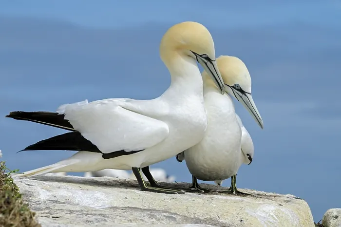 Framed Print : Northern gannets (Morus bassanus) pair in courtship display, Great Saltee Island, County Wexford, Republic of Ireland. June Framed Print : Northern gannets (Morus bassanus) pair in courtship display, Great Saltee Island, County Wexford, Republic of Ireland. June
