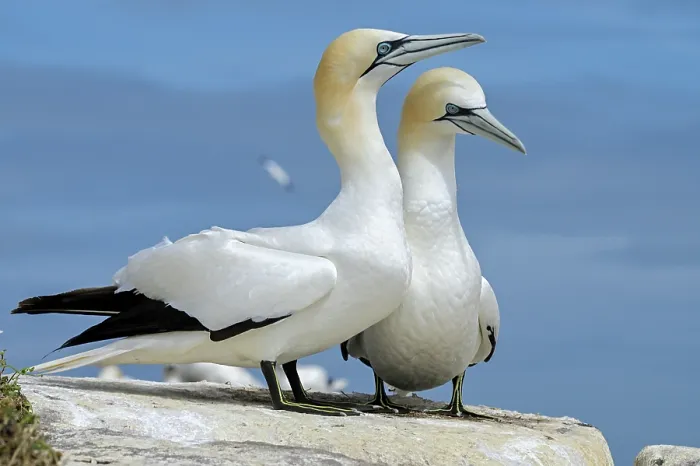 Framed Print : Northern gannets (Morus bassanus) pair in courtship display, Great Saltee Island, County Wexford, Republic of Ireland. June