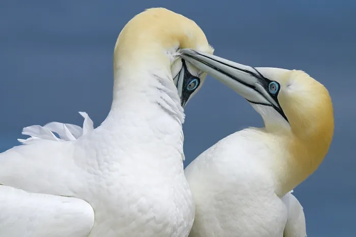 Framed Print : Northern gannets (Morus bassanus) pair in courtship display, Great Saltee Island, County Wexford, Republic of Ireland. June Framed Print : Northern gannets (Morus bassanus) pair in courtship display, Great Saltee Island, County Wexford, Republic of Ireland. June