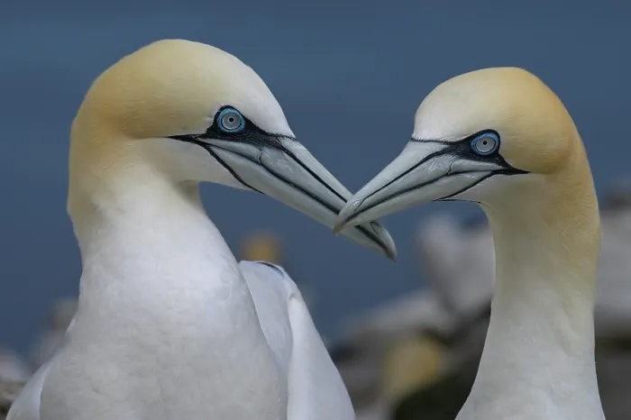 Framed Print : Northern gannets (Morus bassanus) pair in courtship display, Great Saltee Island, County Wexford, Republic of Ireland. June Framed Print : Northern gannets (Morus bassanus) pair in courtship display, Great Saltee Island, County Wexford, Republic of Ireland. June