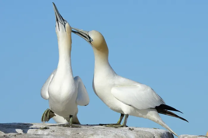 Framed Print : Northern gannets (Morus bassanus) pair in courtship display, Great Saltee Island, County Wexford, Republic of Ireland. June Framed Print : Northern gannets (Morus bassanus) pair in courtship display, Great Saltee Island, County Wexford, Republic of Ireland. June