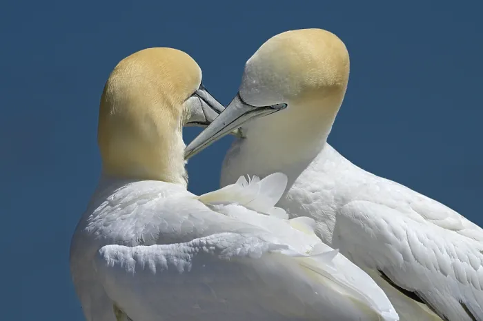 Framed Print : Northern gannets (Morus bassanus) pair in courtship display, Great Saltee Island, County Wexford, Republic of Ireland. June Framed Print : Northern gannets (Morus bassanus) pair in courtship display, Great Saltee Island, County Wexford, Republic of Ireland. June