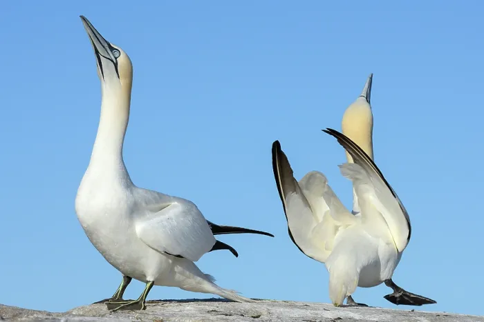 Framed Print : Northern gannets (Morus bassanus) pair in courtship display, Great Saltee Island, County Wexford, Republic of Ireland. June Framed Print : Northern gannets (Morus bassanus) pair in courtship display, Great Saltee Island, County Wexford, Republic of Ireland. June