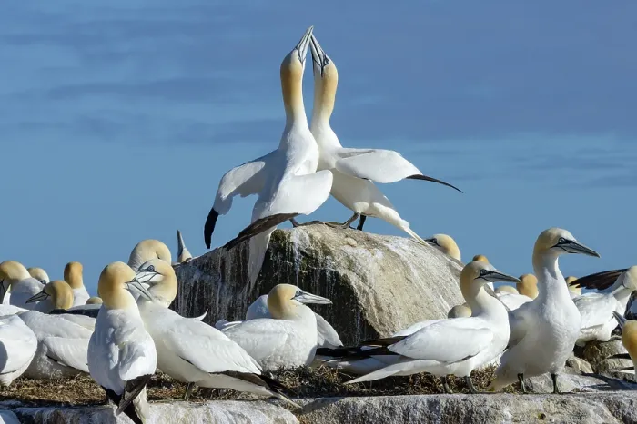 Framed Print : Northern gannets (Morus bassanus) pair in courtship display among the colony, Great Saltee Island, County Wexford, Republic of Ireland. June Framed Print : Northern gannets (Morus bassanus) pair in courtship display among the colony, Great Saltee Island, County Wexford, Republic of Ireland. June
