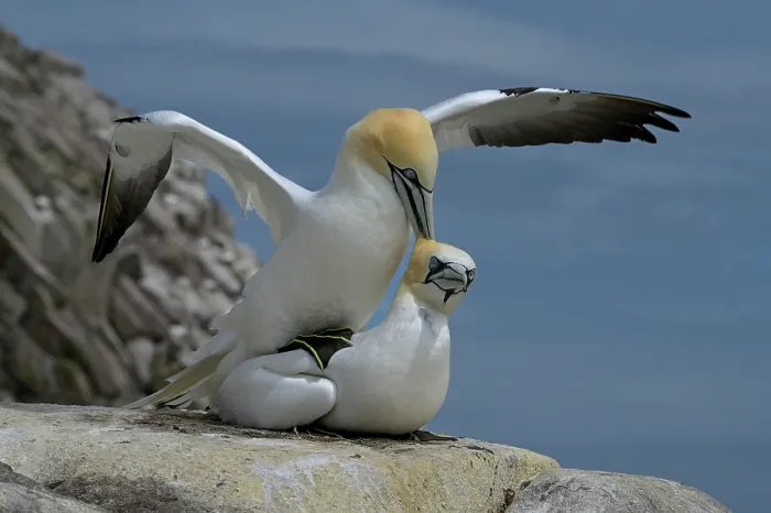 Framed Print : Northern gannets (Morus bassanus) pair mating, Great Saltee Island, County Wexford, Republic of Ireland. June Framed Print : Northern gannets (Morus bassanus) pair mating, Great Saltee Island, County Wexford, Republic of Ireland. June