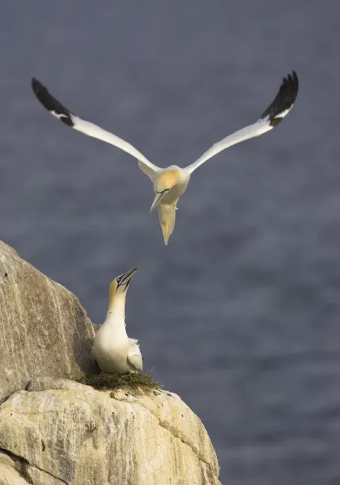 Framed Print : Northern gannets (Morus bassanus) pair at nest, Saltee Islands, Ireland, June 2009 Framed Print : Northern gannets (Morus bassanus) pair at nest, Saltee Islands, Ireland, June 2009