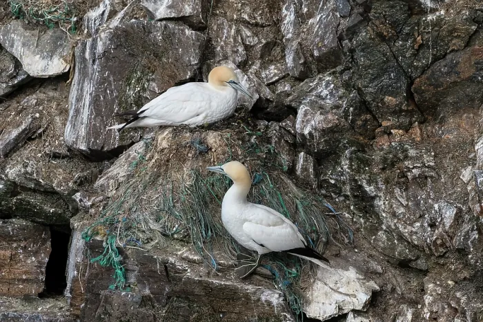 Framed Print : Northern gannets (Morus bassanus) pair on nest, more than 1m high and mostly built up with synthetic fishing nets and lines, Hermaness National Scenic Area, Shetland, Scotland Framed Print : Northern gannets (Morus bassanus) pair on nest, more than 1m high and mostly built up with synthetic fishing nets and lines, Hermaness National Scenic Area, Shetland, Scotland