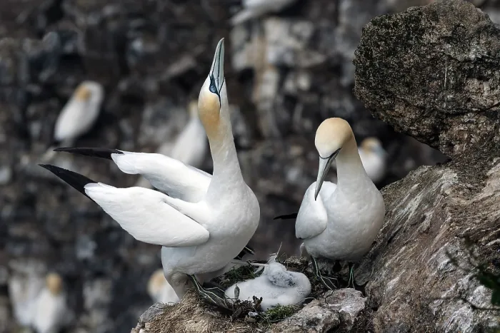 Framed Print : Northern gannets (Morus bassanus) pair on nest, bird on left bird about to depart, displaying the skypointing posture, Hermaness National Scenic Area, Shetland, Scotland, UK. July