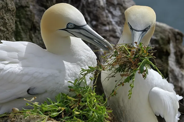Framed Print : Northern gannets (Morus bassanus) pair sharing nesting material, Great Saltee Island, County Wexford, Republic of Ireland. June Framed Print : Northern gannets (Morus bassanus) pair sharing nesting material, Great Saltee Island, County Wexford, Republic of Ireland. June