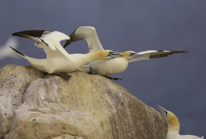 Framed Print : Northern gannets (Morus bassanus) on rock squabbling, Saltee Islands, Ireland, June 2009 Framed Print : Northern gannets (Morus bassanus) on rock squabbling, Saltee Islands, Ireland, June 2009
