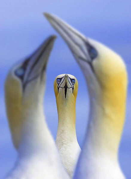 Northern gannets (Morus  /  Sula bassanus) portrait of individual with a courting pair in foreground