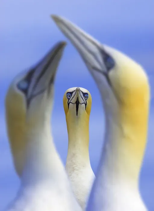 Framed Print : Northern gannets (Morus / Sula bassanus) portrait of individual with a courting pair in foreground Framed Print : Northern gannets (Morus / Sula bassanus) portrait of individual with a courting pair in foreground