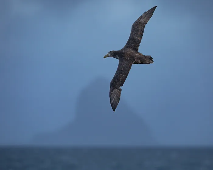 Framed Print : Northern giant petrel (Macronectes halli) in flight with The Pyramid island in distance, Rangatira Island, Chatham Islands, New Zealand Framed Print : Northern giant petrel (Macronectes halli) in flight with The Pyramid island in distance, Rangatira Island, Chatham Islands, New Zealand