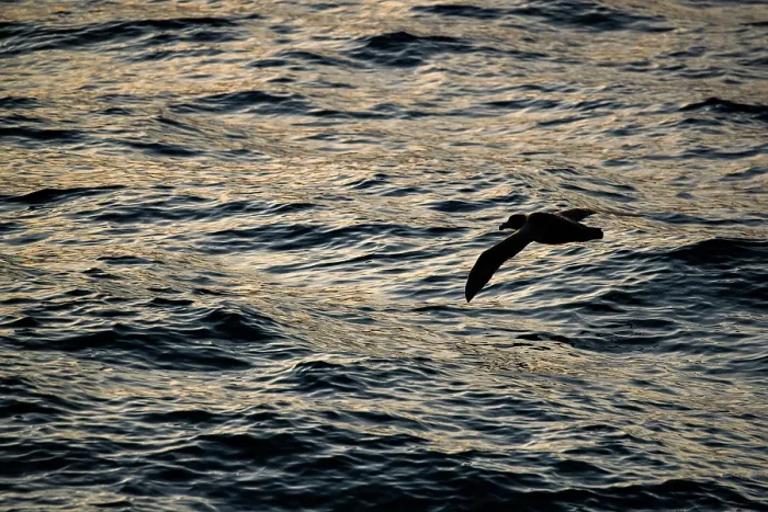 Framed Print : Northern giant petrel (Macronectes halli) flying over water in evening light, Campbell Island, New Zealand Sub Antarctic Islands, southern Pacific Ocean Framed Print : Northern giant petrel (Macronectes halli) flying over water in evening light, Campbell Island, New Zealand Sub Antarctic Islands, southern Pacific Ocean