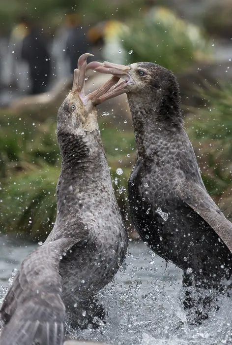 Framed Print : Two Northern giant petrels (Macronectes halli) fighting over dead seal, Gold Harbour, South Georgia Framed Print : Two Northern giant petrels (Macronectes halli) fighting over dead seal, Gold Harbour, South Georgia