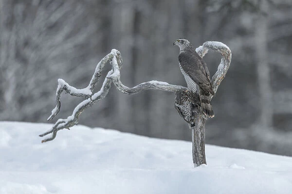 Northern goshawk (Accipiter gentilis) perched on snag with grouse prey, Finland, March