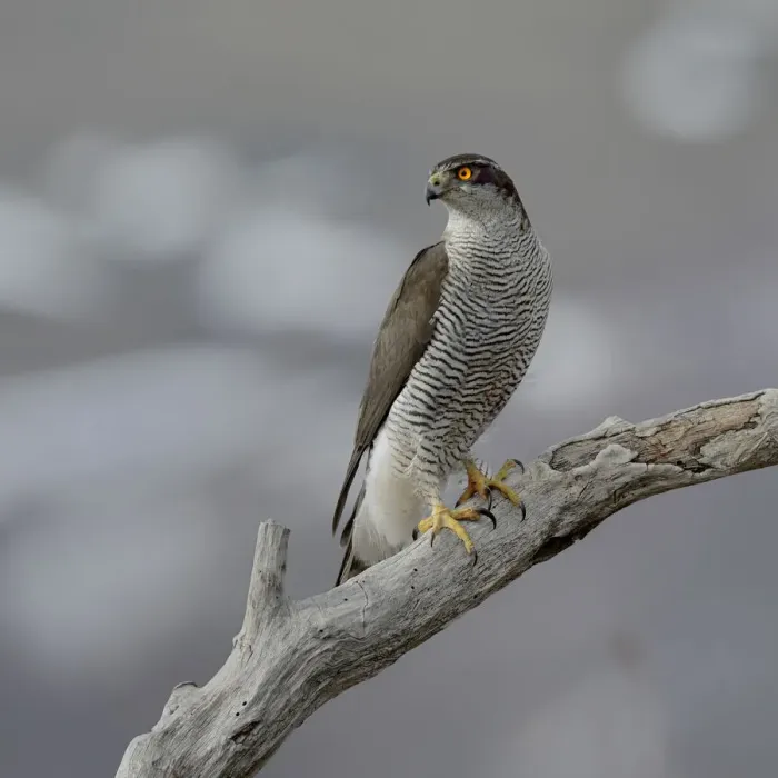 Framed Print : Northern Goshawk(Accipiter gentilis) on a branch, Bulgaria, February Framed Print : Northern Goshawk(Accipiter gentilis) on a branch, Bulgaria, February