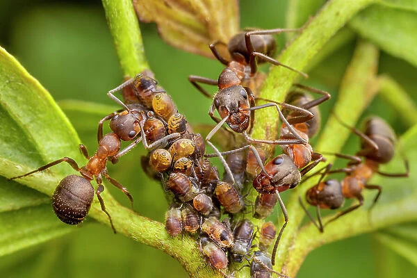 Northern hairy wood ant (Formica lugubris) workers milking aphids for honeydew, gently stroking the aphids back with its antennae, the aphid is stimulated to produce a droplet of honeydew, which the ant then collects