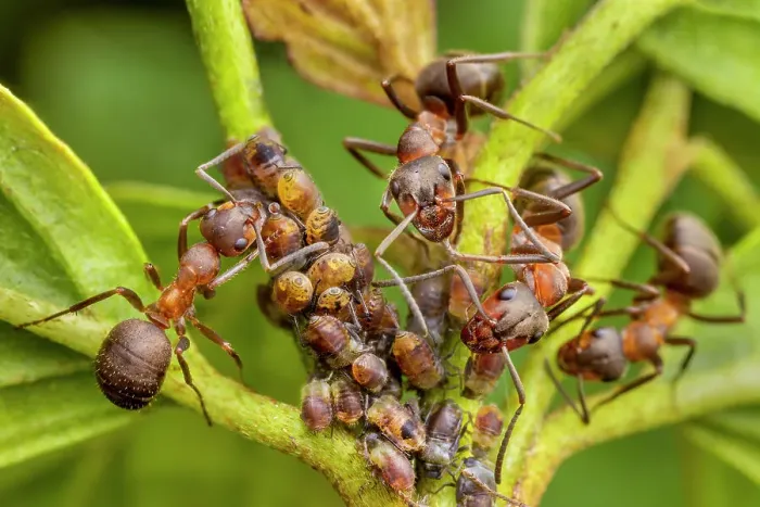 Framed Print : Northern hairy wood ant (Formica lugubris) workers milking aphids for honeydew, gently stroking the aphids back with its antennae, the aphid is stimulated to produce a droplet of honeydew, which the ant then collects