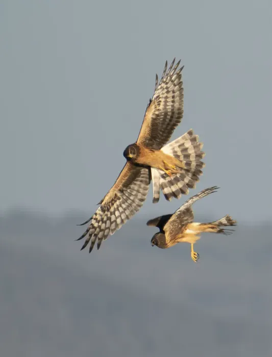 Framed Print : Northern harrier (Circus hudsonius), two juvenile females hunting Framed Print : Northern harrier (Circus hudsonius), two juvenile females hunting