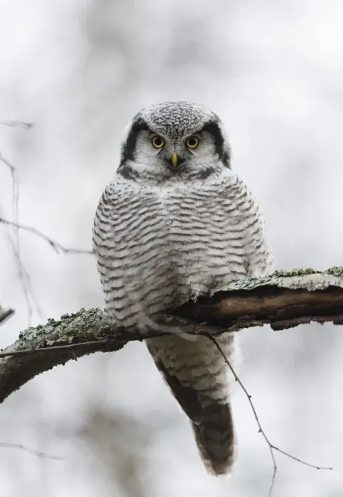 Framed Print : Northern hawk-owl (Surnia ulula) Jyvaskya, Keski-Suomi, Lansi- ja Sisa-Suomi / Central Framed Print : Northern hawk-owl (Surnia ulula) Jyvaskya, Keski-Suomi, Lansi- ja Sisa-Suomi / Central