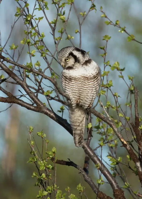 Framed Print : Northern hawk owl (Surnia ulula) looking for prey perched in tree, Kaamanen, Finnish Lapland, Finland. May Framed Print : Northern hawk owl (Surnia ulula) looking for prey perched in tree, Kaamanen, Finnish Lapland, Finland. May