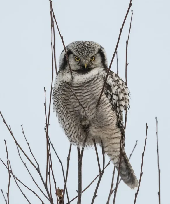Framed Print : Northern hawk-owl (Surnia ulula) perched, Finland, January Framed Print : Northern hawk-owl (Surnia ulula) perched, Finland, January