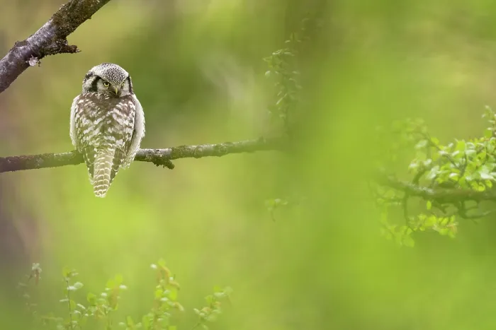 Framed Print : Northern hawk owl (Surnia ulula) perched on branch, Varanger Peninsula, Finnmark, Norway. June Framed Print : Northern hawk owl (Surnia ulula) perched on branch, Varanger Peninsula, Finnmark, Norway. June