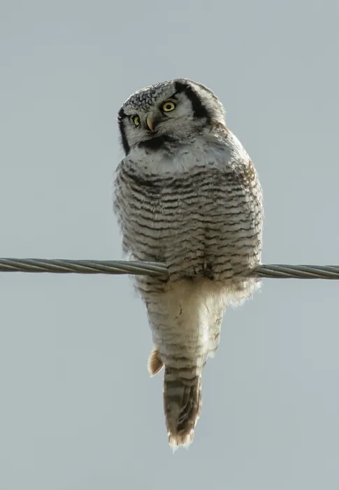 Framed Print : Northern hawk owl (Surnia ulula) perched on power line, Kaamanen, Finnish Lapland, Finland. May Framed Print : Northern hawk owl (Surnia ulula) perched on power line, Kaamanen, Finnish Lapland, Finland. May