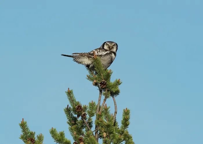 Framed Print : Northern hawk owl (Surnia ulula) perched at top of a small Scots pine (Pinus sylvestris) tree looking out for prey, Kaamanen, Finnish Lapland, Finland. May Framed Print : Northern hawk owl (Surnia ulula) perched at top of a small Scots pine (Pinus sylvestris) tree looking out for prey, Kaamanen, Finnish Lapland, Finland. May