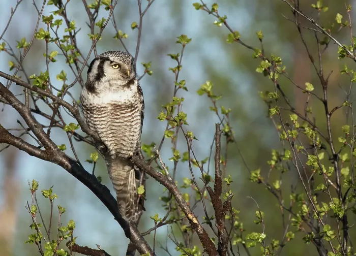 Framed Print : Northern hawk owl (Surnia ulula) perched in tree looking for prey, Kaamanen, Finnish Lapland, Finland. May Framed Print : Northern hawk owl (Surnia ulula) perched in tree looking for prey, Kaamanen, Finnish Lapland, Finland. May