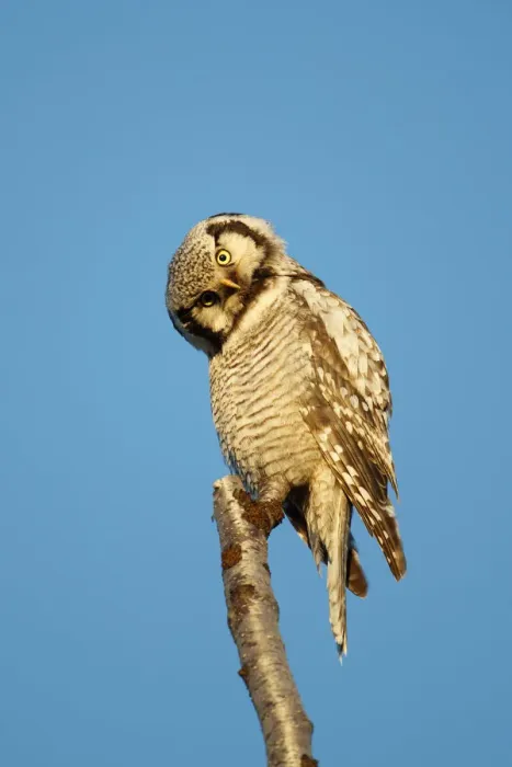 Framed Print : Northern Hawk Owl (Surnia ulula) preening, Varanger, Norway. June Framed Print : Northern Hawk Owl (Surnia ulula) preening, Varanger, Norway. June