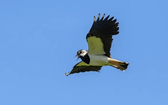 Framed Print : Northern lapwing (Vanellus vanellus) in flight and calling, Finland, June Framed Print : Northern lapwing (Vanellus vanellus) in flight and calling, Finland, June