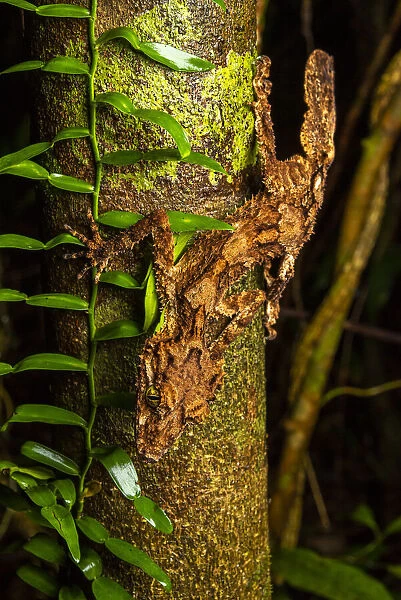 Northern leaf-tailed gecko (Saltuarius cornutus) hunting at night, Innisfail, Queensland, Australia