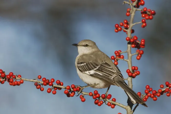 Framed Print : Northern Mockingbird (Mimus polyglottos) adult perched on Possum Haw Holly (Ilex decidua) berries Framed Print : Northern Mockingbird (Mimus polyglottos) adult perched on Possum Haw Holly (Ilex decidua) berries