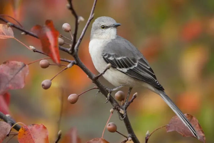Framed Print : Northern Mockingbird (Mimus polyglottos) perched in Bradford Pear tree in autumn Framed Print : Northern Mockingbird (Mimus polyglottos) perched in Bradford Pear tree in autumn