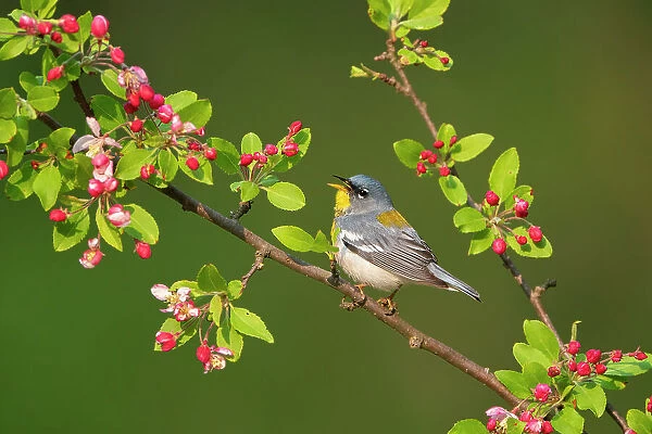 Northern parula (Parula americana) male singing from flowering crabapple (Malus sp. ) tree in spring, near Salamanca, New York, USA, May 2022