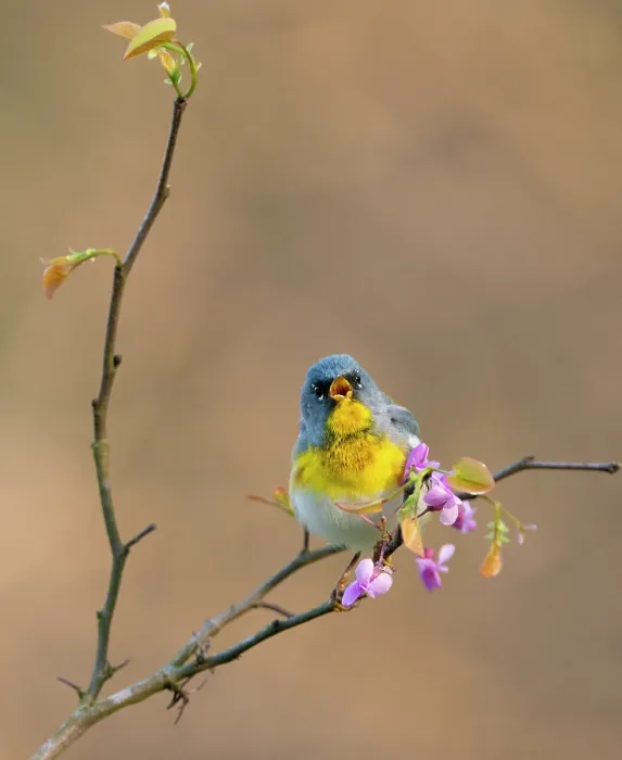Framed Print : Northern parula (Parula americana) male in breeding plumage, singing while perched on flowering Eastern redbud (Cercis canadensis) in spring, Ohio, USA. April Framed Print : Northern parula (Parula americana) male in breeding plumage, singing while perched on flowering Eastern redbud (Cercis canadensis) in spring, Ohio, USA. April