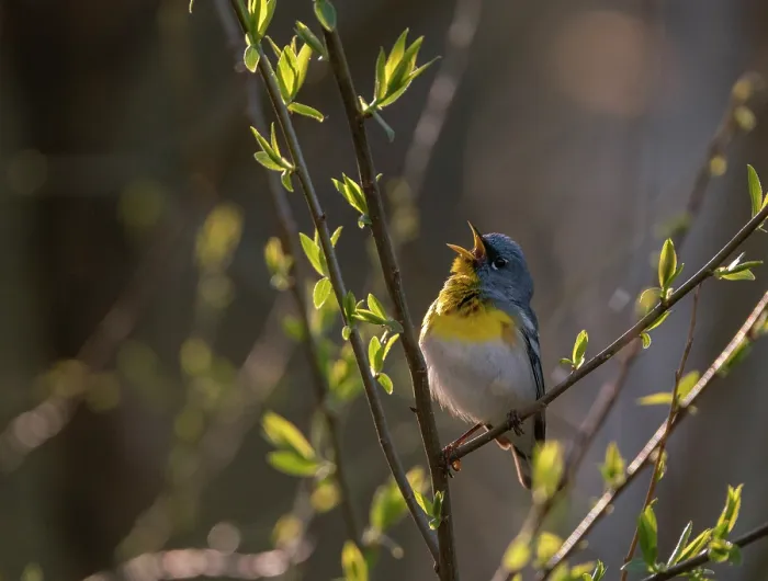 Framed Print : Northern parula (Parula americana) male in breeding plumage, perched on branch singing in spring, Ohio, USA. April Framed Print : Northern parula (Parula americana) male in breeding plumage, perched on branch singing in spring, Ohio, USA. April