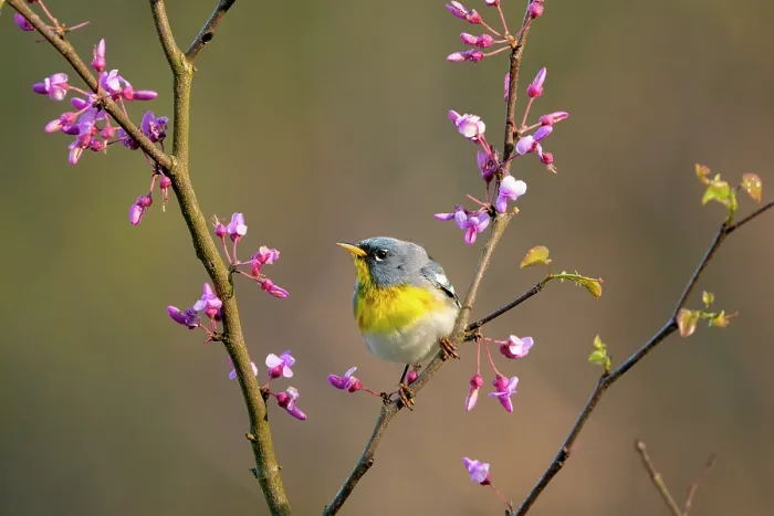 Framed Print : Northern parula (Parula americana) male in breeding plumage, perched on flowering Eastern redbud (Cercis canadensis) in spring, Ohio, USA. April Framed Print : Northern parula (Parula americana) male in breeding plumage, perched on flowering Eastern redbud (Cercis canadensis) in spring, Ohio, USA. April
