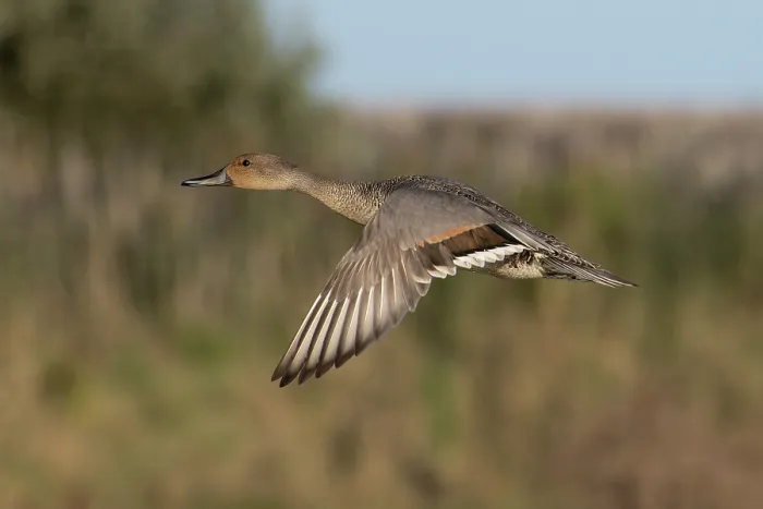 Framed Print : Northern pintail (Anas acuta) eclipse drake, in flight, Norfolk, England, UK. September Framed Print : Northern pintail (Anas acuta) eclipse drake, in flight, Norfolk, England, UK. September