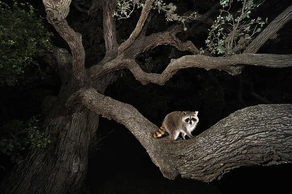 Northern raccoon (Procyon lotor) young at night climbing live Oak tree (Quercus virginiana) Dinero