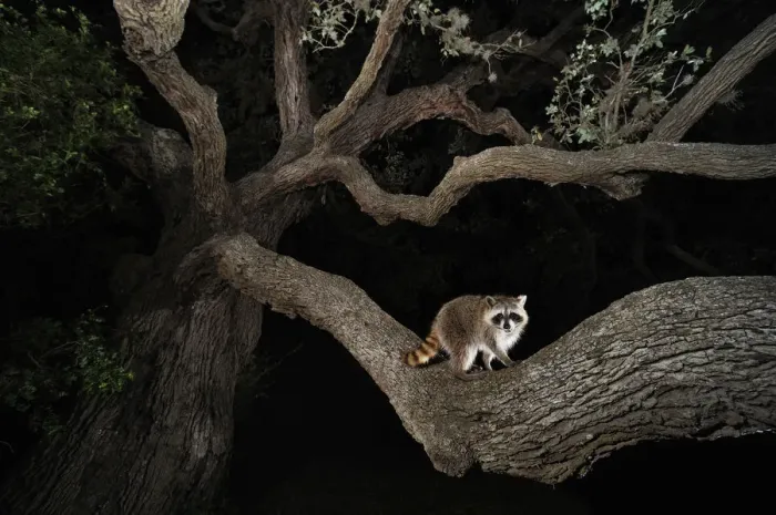 Framed Print : Northern raccoon (Procyon lotor) young at night climbing live Oak tree (Quercus virginiana) Dinero Framed Print : Northern raccoon (Procyon lotor) young at night climbing live Oak tree (Quercus virginiana) Dinero