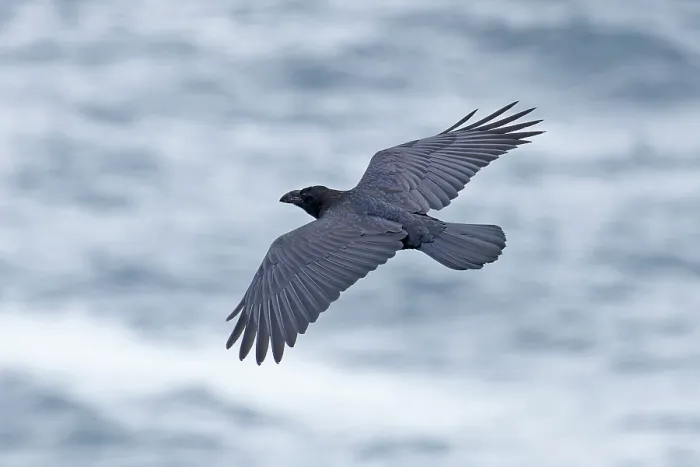 Framed Print : Northern raven (Corvus corax) in flight, Cornwall, England, UK. August Framed Print : Northern raven (Corvus corax) in flight, Cornwall, England, UK. August