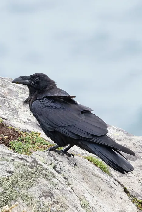 Framed Print : Northern raven (Corvus corax) perched on a rock, Cornwall, England, UK. August Framed Print : Northern raven (Corvus corax) perched on a rock, Cornwall, England, UK. August