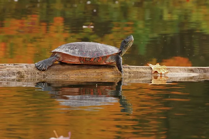 Framed Print : Northern red-bellied turtle (Pseudemys rubriventris) basking on log over water, Maryland, USA. October Framed Print : Northern red-bellied turtle (Pseudemys rubriventris) basking on log over water, Maryland, USA. October
